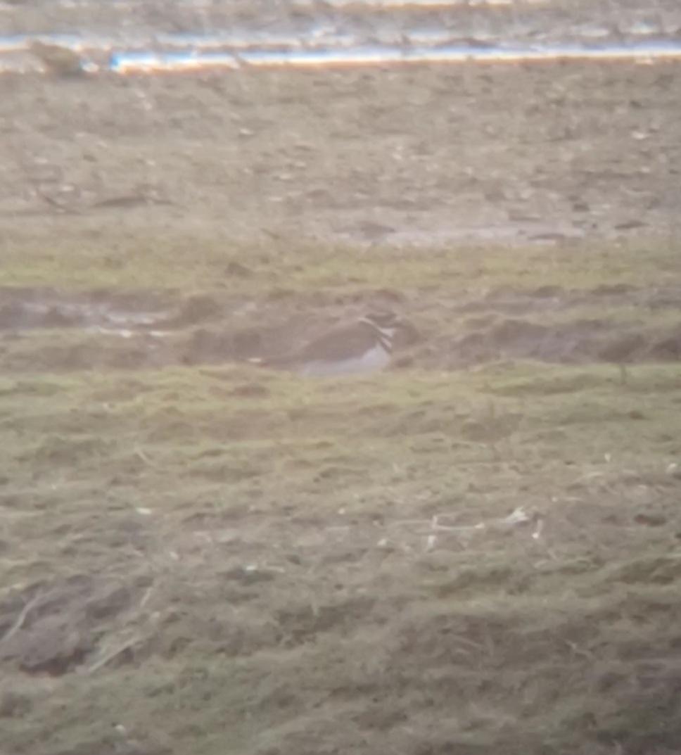 Juvenile Birder tweet media