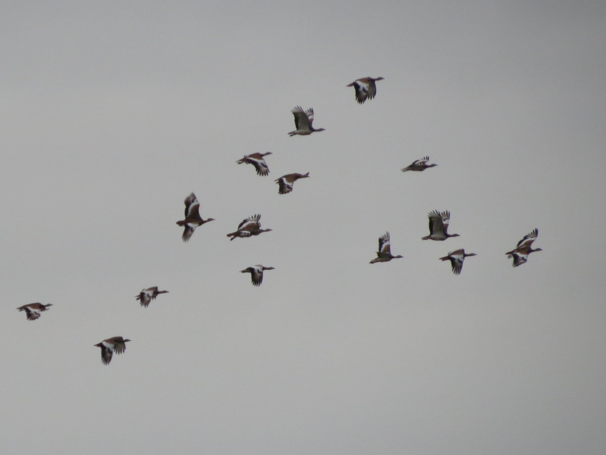 Juvenile Birder tweet media