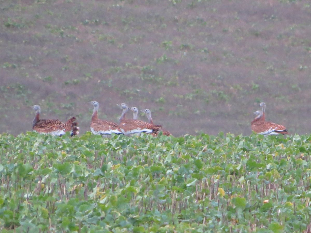 Juvenile Birder tweet media