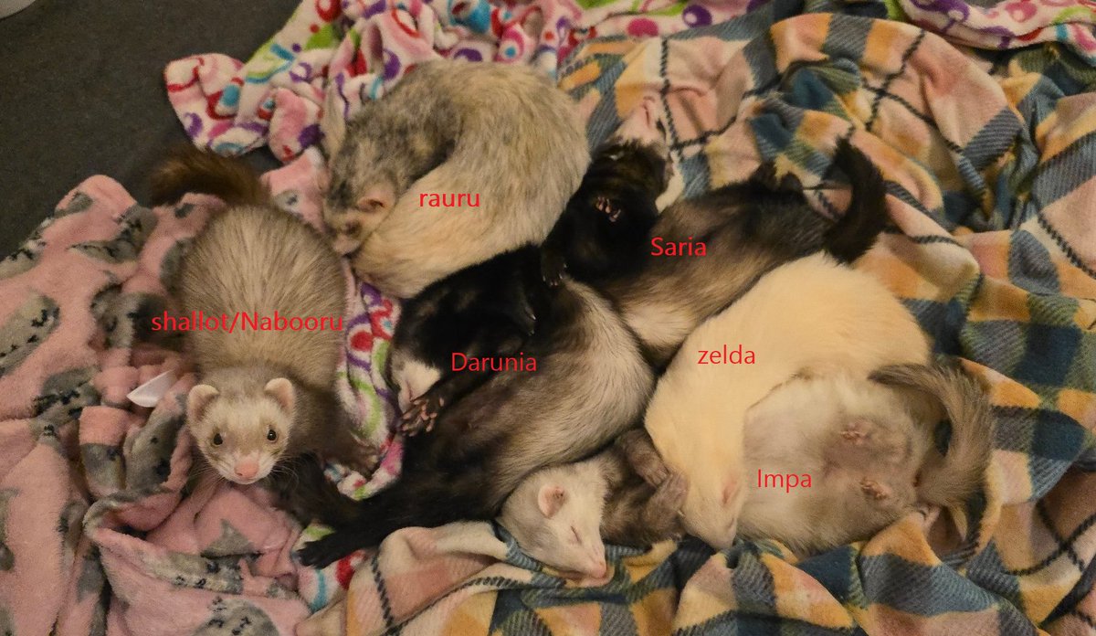 toastbuttoast tweet media