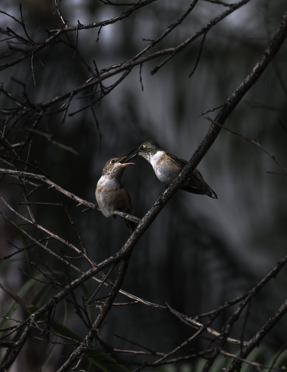 Victor Fernandes tweet media