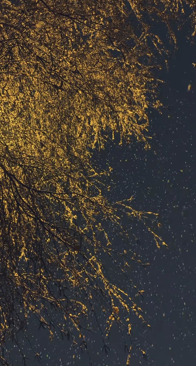 Bir sokak lâmbası, bir kar tanesi ve eksilen bir şehir ..