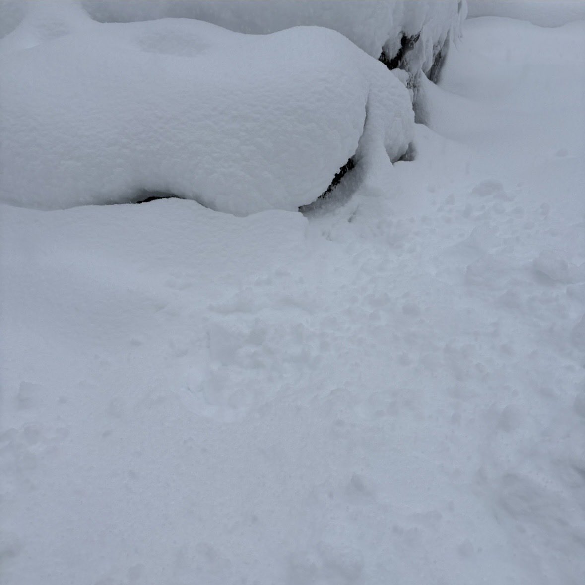 今日の金沢は大雪ですのでお気をつけてお越しください☃️😭