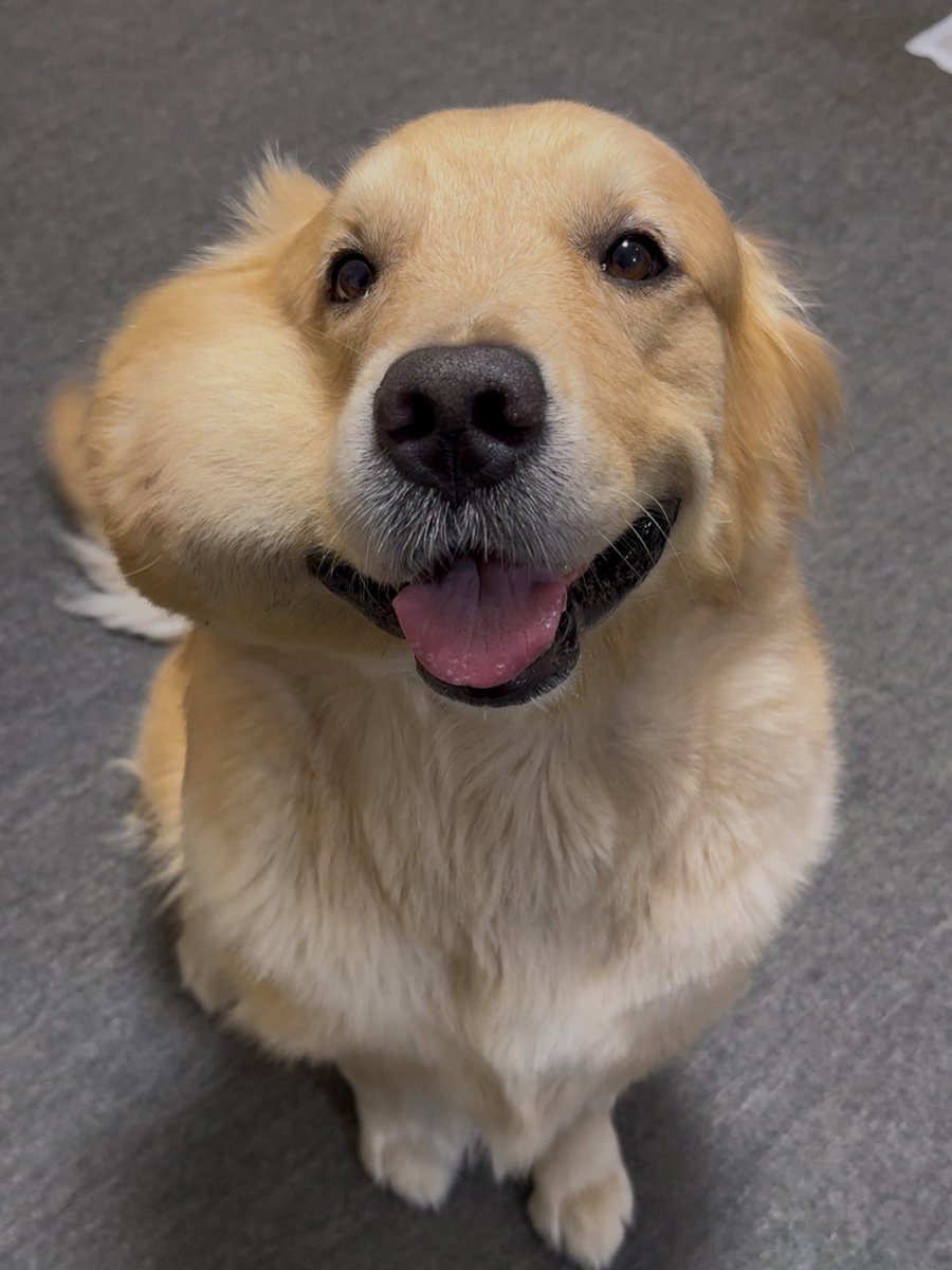 コジコタ (@Zs5Fb) / Posts / X