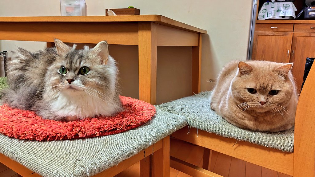 ダブル お手々ナイナイ🐾