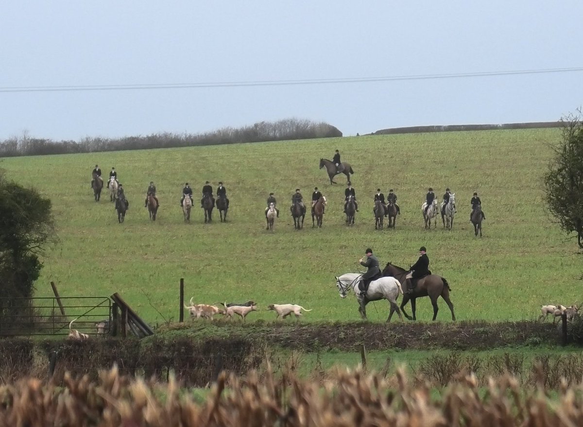 The whole Portman Hunt field watched the killing of a fox today and convicted huntsman Shaun Marles blew his horn to hunt the hounds on right up until the moment of the kill. <a href="/DorsetMonitor/">Dorset Hunt Monitor</a>