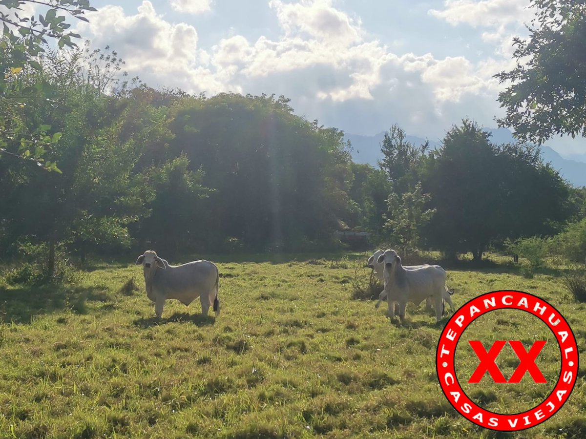 Postales de tarde ranchera en Tepancahual.

.

.

.

.

.
#rancho #ranchlife #postalesdelcampo #ganado #cattle #ElCampoNoPara #SoyRanchero #Huasteca #Hidalgo #Huazalingo #Tepancahual #brahman