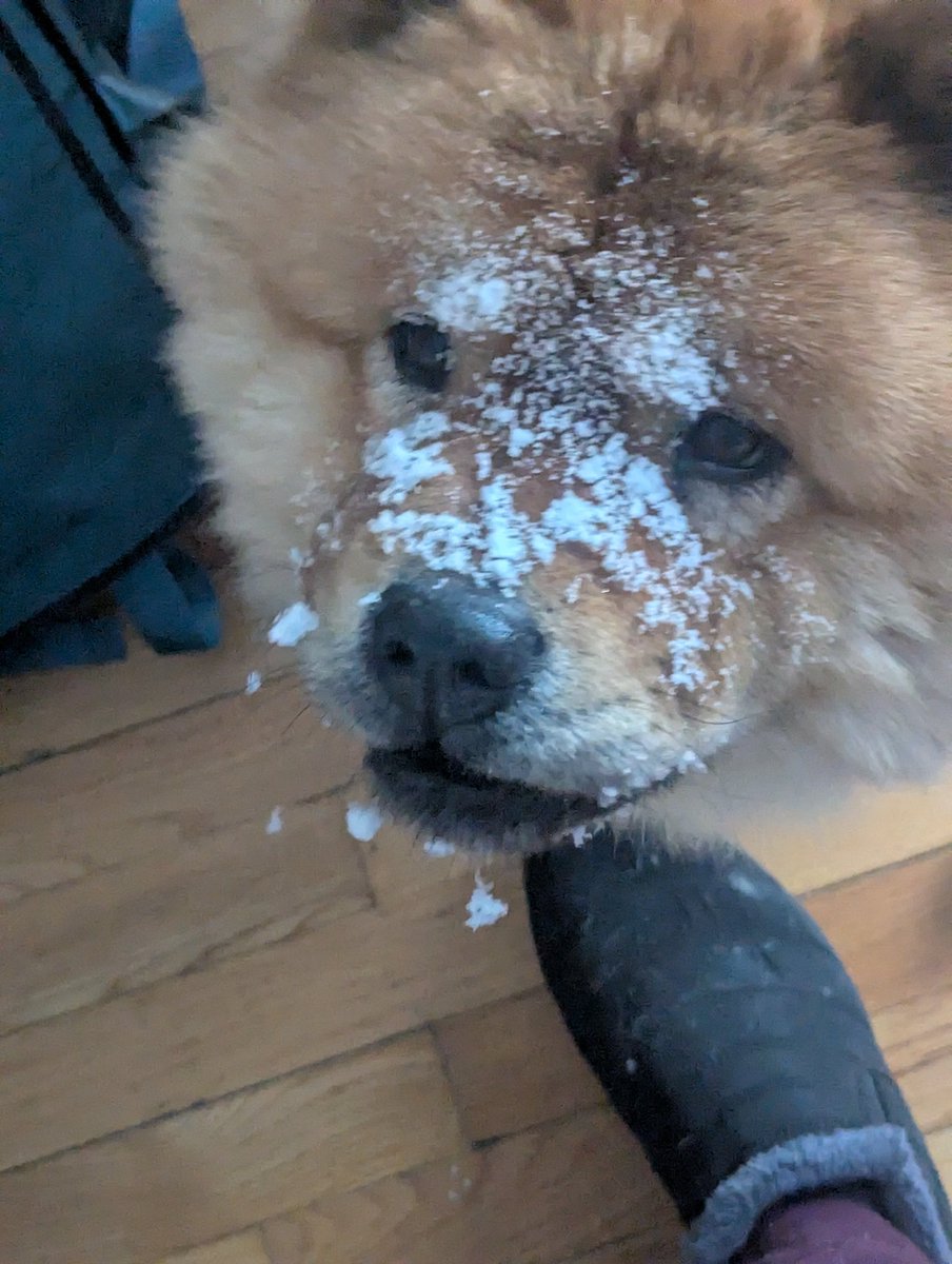 zuma0305's tweet photo. Happy Saturday everyone. Snow squalls have delayed a return to Charlottetown until???? Surprise a few puppy pictures to share. #Frankie #Xena #Kooper π¨οΈπβοΈβ€οΈπ¨π¦ https://t.co/ViGh8vX1Wk