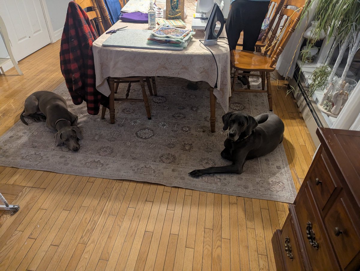 zuma0305's tweet photo. Happy Saturday everyone. Snow squalls have delayed a return to Charlottetown until???? Surprise a few puppy pictures to share. #Frankie #Xena #Kooper π¨οΈπβοΈβ€οΈπ¨π¦ https://t.co/ViGh8vX1Wk