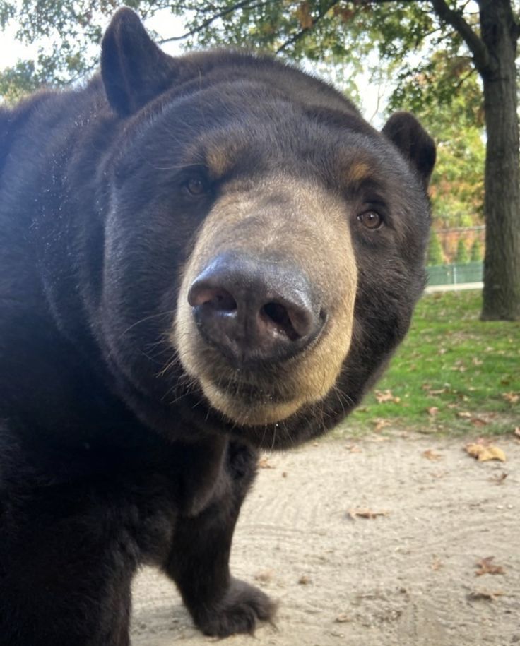 koovven's tweet image. I adore bears with all my heart they make me so happy