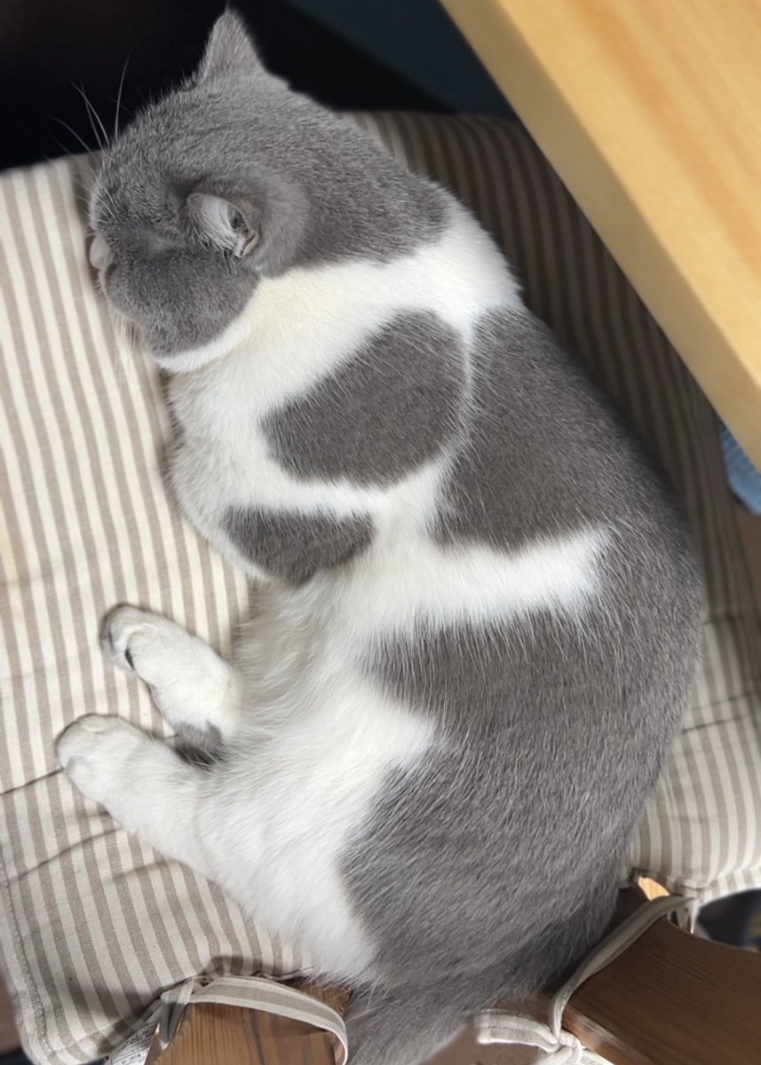 むさしまる (@mumumumoochan) on Twitter photo 