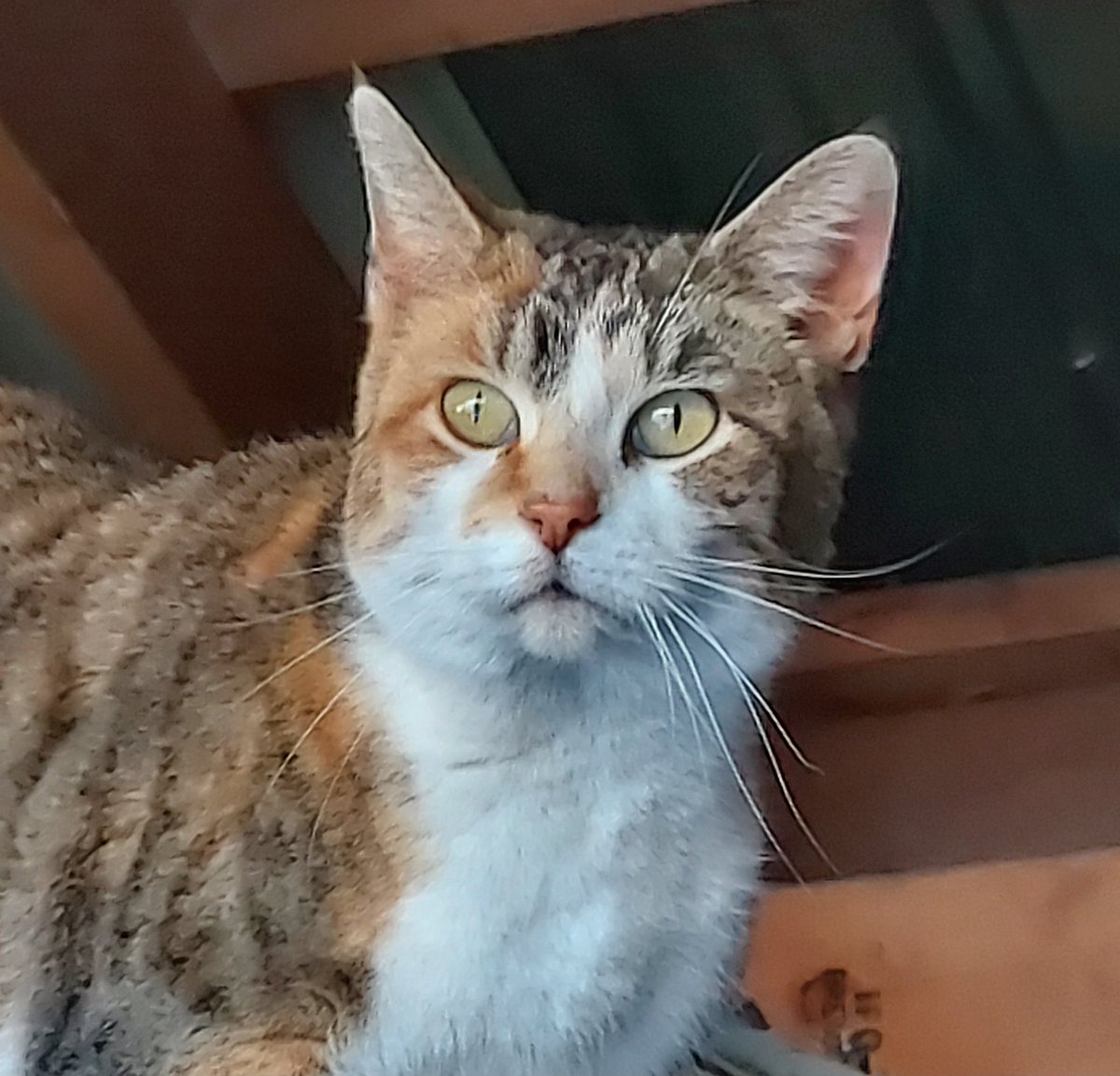 WadeCook64's tweet image. Ms.Willow on the woodpile.👍😎