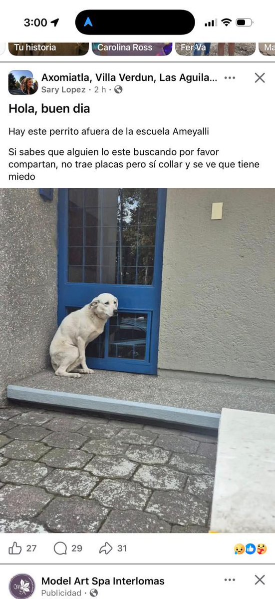 <a href="/PORLASAGUILAS/">LAS AGUILAS ®️</a> <a href="/LasAguilasCDMX/">LasAguilasCDMX</a> <a href="/EnlaceTAguilas/">ENLACE TERRITORIAL AGUILAS®️</a> <a href="/PrrosPerdidosMX/">PerrosPerdidosMx</a> <a href="/MascotasSismo/">Mascotas Sismo</a> favor de difundir para encontrar a los dueños.