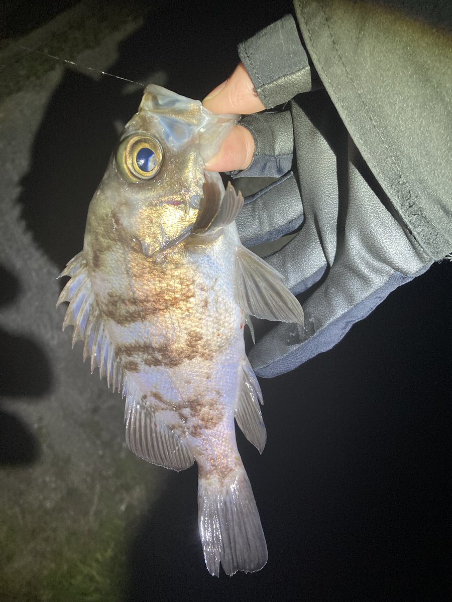 percy84's tweet photo. 寒いのに、爆風なのに、なんで釣りに行くのかって？そこにメバルがいるからです🎣
上潮が効くタイミングでパタパタっと釣れてくれましたが、寒過ぎて長居は出来ず、撤収🚗
メバル好きだわー😊
#広島市西部
#メバリング
＃ケルプグロー https://t.co/HwaBMy3mmy