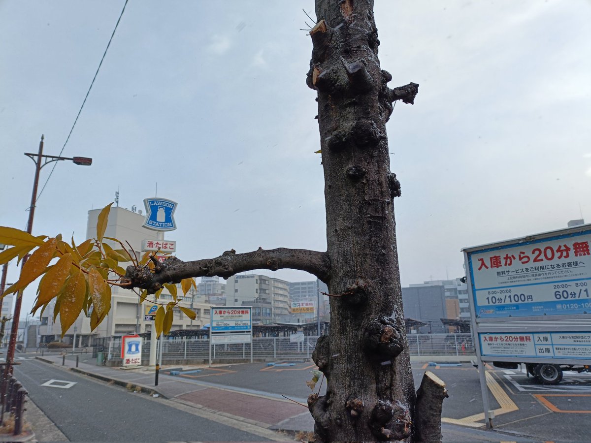 めっちゃ雪降ってきたんやが