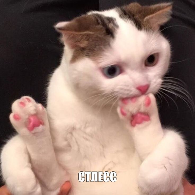 vikuslvr's tweet photo. Я это в своей нервной системе, конечно, не могу принять. Чуть больше суеты, чуть позднее прием пищи — все, лежу себе, испытываю почти паническую атаку, потому что потому. Все люди, как люди, а у меня выброс кортизола после того, как просто вышла в гости. https://t.co/g2sVAnLC6g