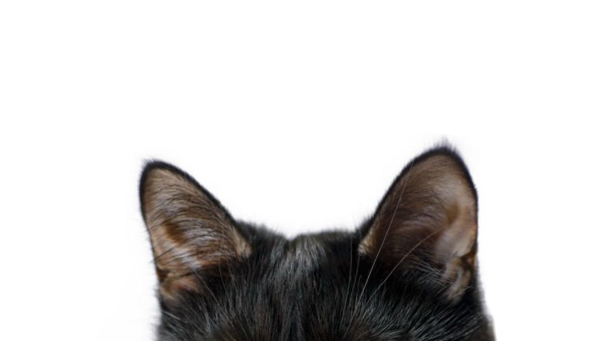 xogingox's tweet image. 