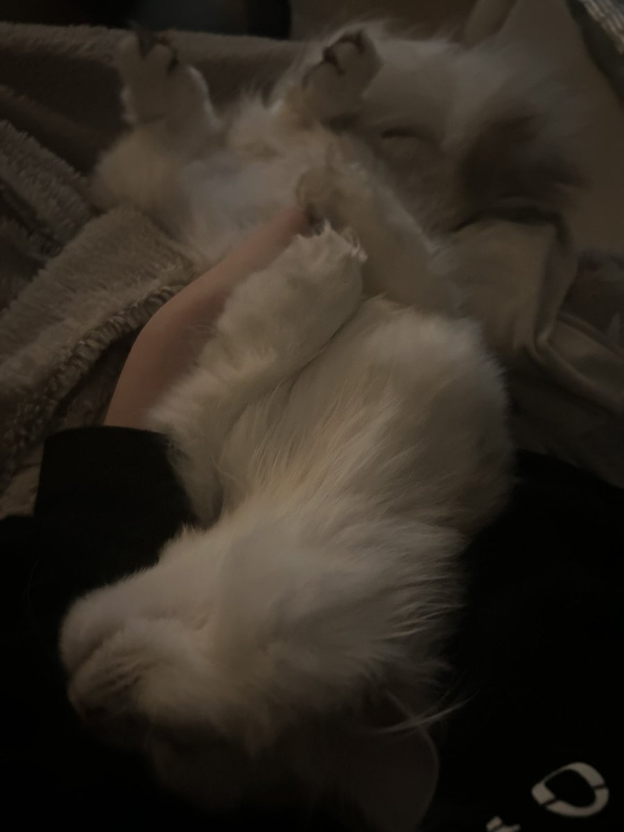 甘乃あもこ💛🌈🥖🌟 (@amoko_official) / Posts / X