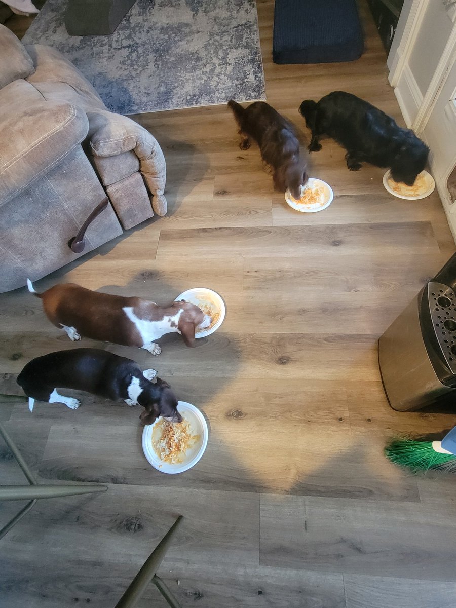 Sassafrass_84's tweet photo. All day, I have been stressing about my dogs. They have been throwing up, and they had diarrhea. One has blood in his stool, but I dont know who. They are acting normal other than that. 

Does that look like sickly dogs? No. 

I just made them boiled chicken with white rice and pumpkin. Some bone broth with it. They ate it up. Feeling happy and content. 

I dont know what tf to think now. I'm still taking them to the vet this week for blood work. This scared me.