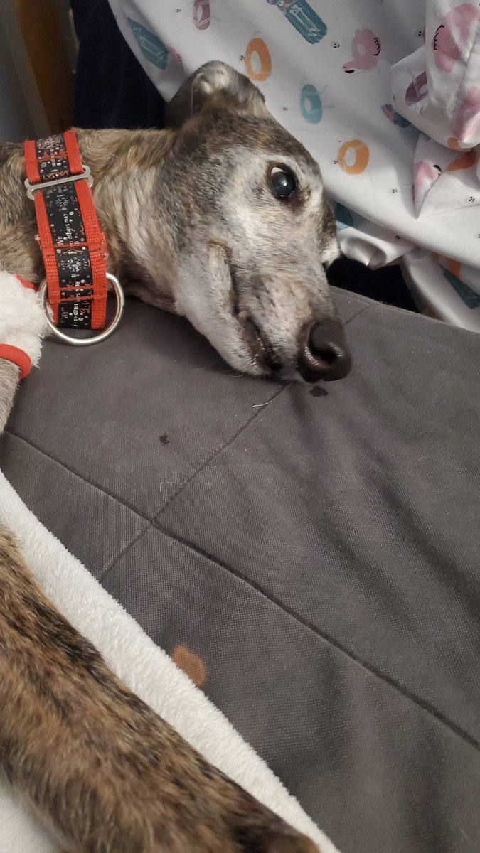 tha cowboy dog tweet media