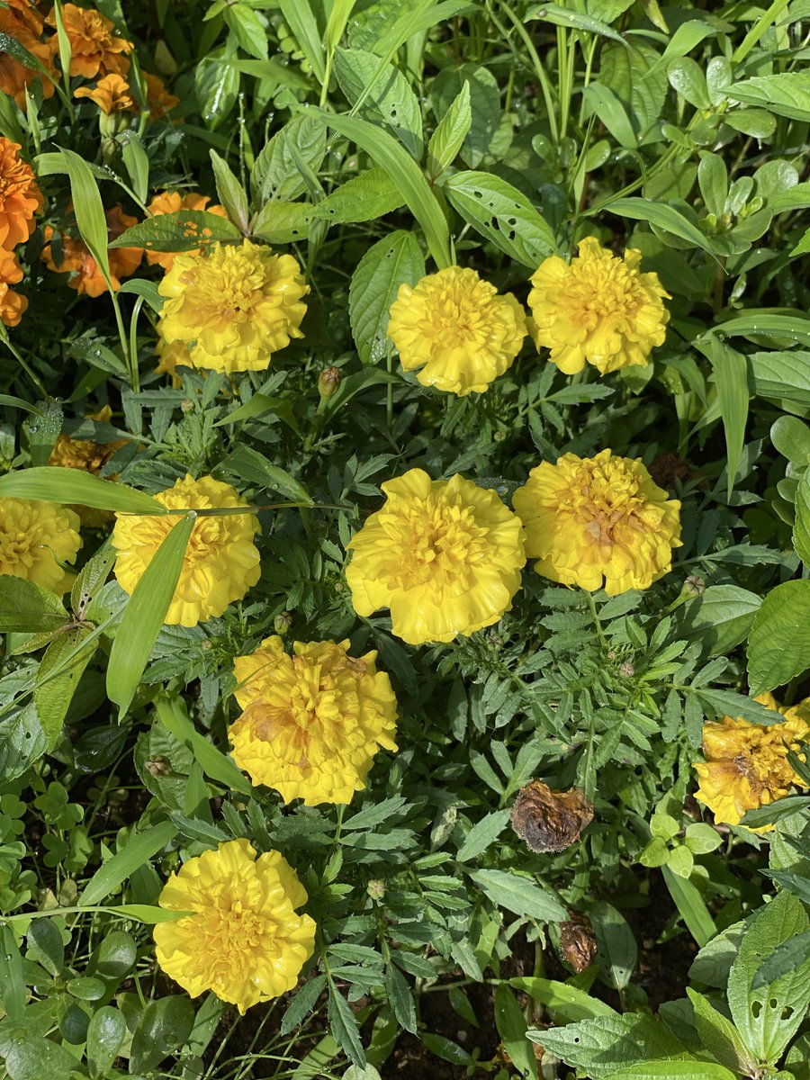 ロデム (@rodemu_ground) / Posts / X