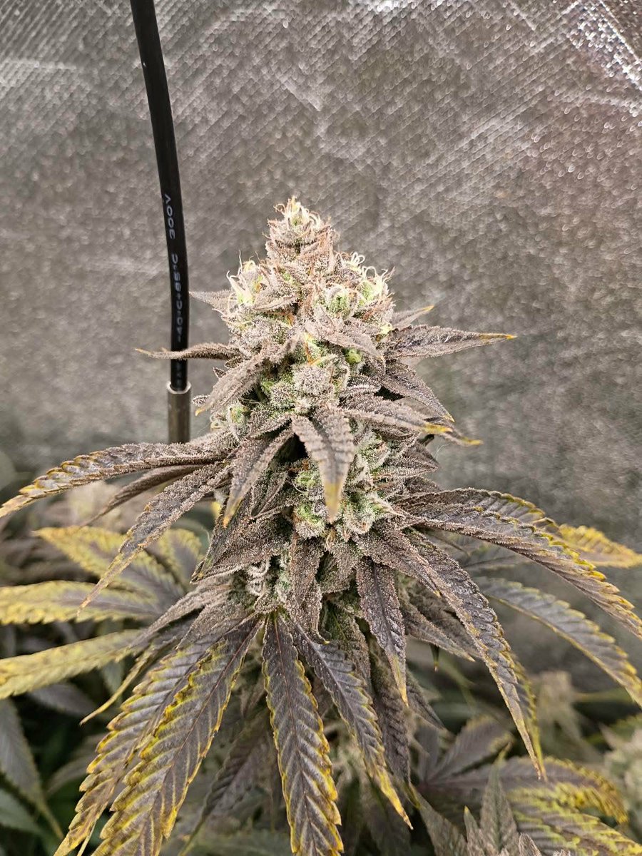 Realstrainreign's tweet photo. Fuck Gelato grown by @7 https://t.co/tDtmaPtGkW