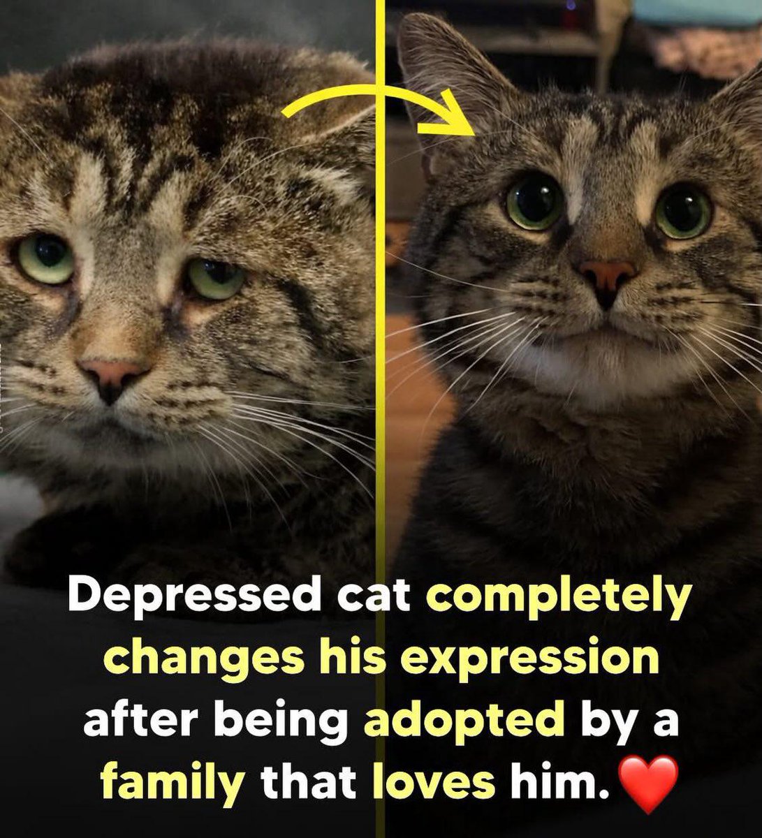 Fishtopher, a 5-year-old cat, went viral for his deeply sad expression while waiting to be adopted at a New Jersey shelter. Moved by his story, hundreds applied to adopt him. Now in his forever home with Laura Folts and Tanner Callahan, his gloomy look is gone, replaced by a