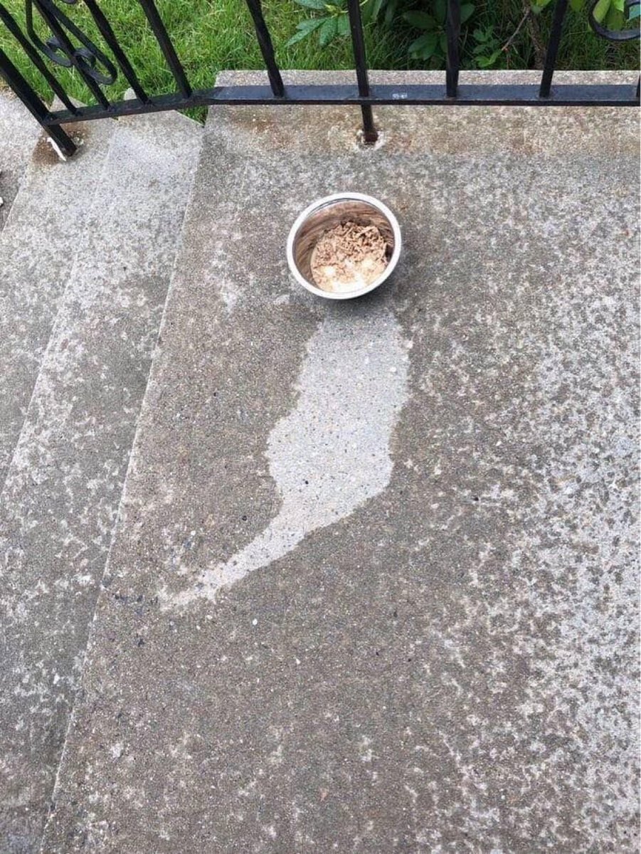 positivityofx's tweet photo. Cat was eating when the rain began 😂 https://t.co/gckvKa6fB2