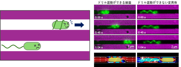 Kyukimasa's tweet image. 電気通信大学：トンネル掘削をする細菌！ ～細菌が極狭通路を突破する仕組みをはじめて解明～
uec.ac.jp/news/newsrelea…
細菌が自らのべん毛を細胞に巻き付けて回転させることで、"トンネル掘削機"のように幅1マイクロメートル程度の極めて狭い通路を突破できることを発見しました