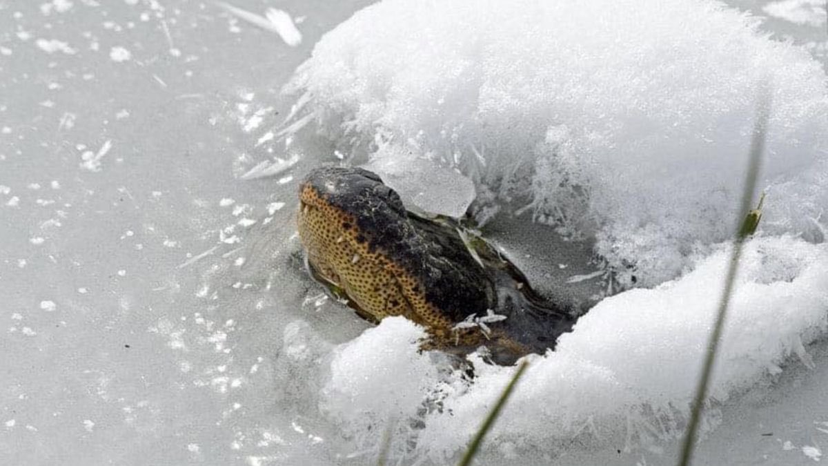 Those photos of alligators with their snouts sticking out of ice during winter storms are not frozen gators. They are snorkeling.🤿

It lets them breathe while staying still and conserving energy until warmer weather returns. Stay safe out there.🩵