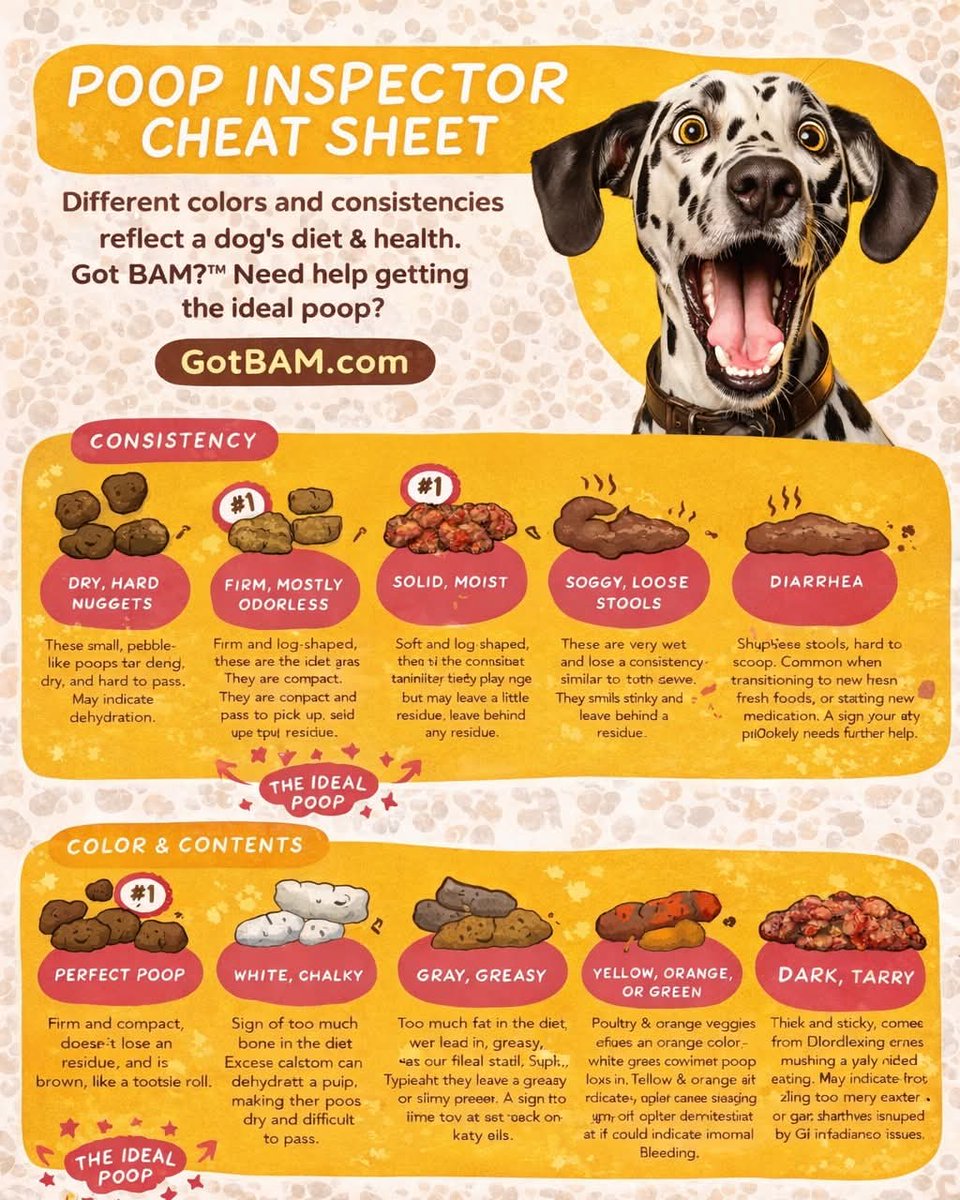 GOTBAMRAW's tweet photo. Did you know? Raw diets often reduce stool volume by up to 50%. That’s real absorption.
#FeedRealFood #RawEnergy #Naturalpets #Rawfeddogs #Petnutrition #FIT26 #RawFeeding #Happypets #Naturalpetfood #HealthyDogs #CanineFitness #BAMRawDiet #HealthyPets #RawDiet #DogHealth https://t.co/2GzjllT2AX