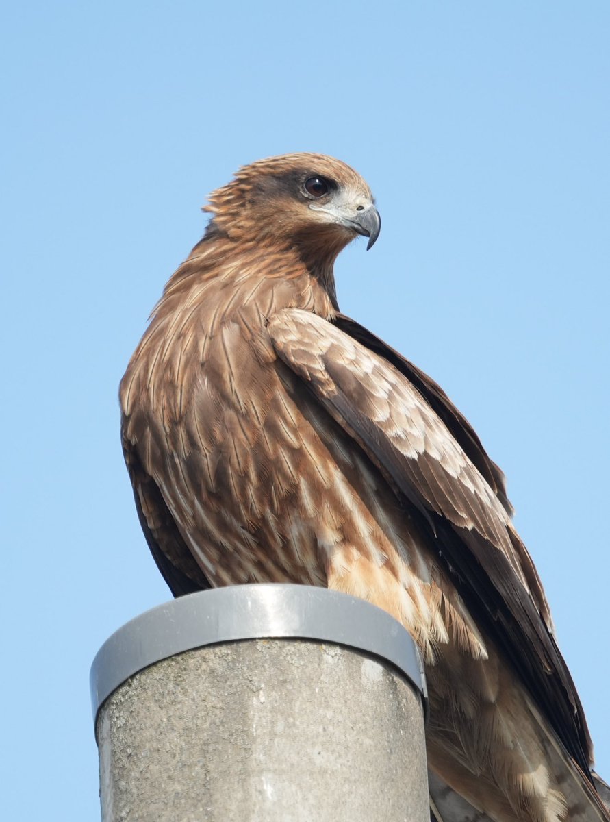 まさやん (@masayan59896607) / Posts / X