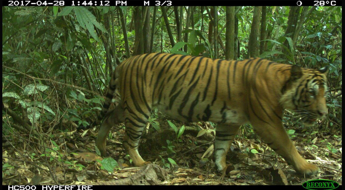 trailcam (@trail_cams) on Twitter photo 