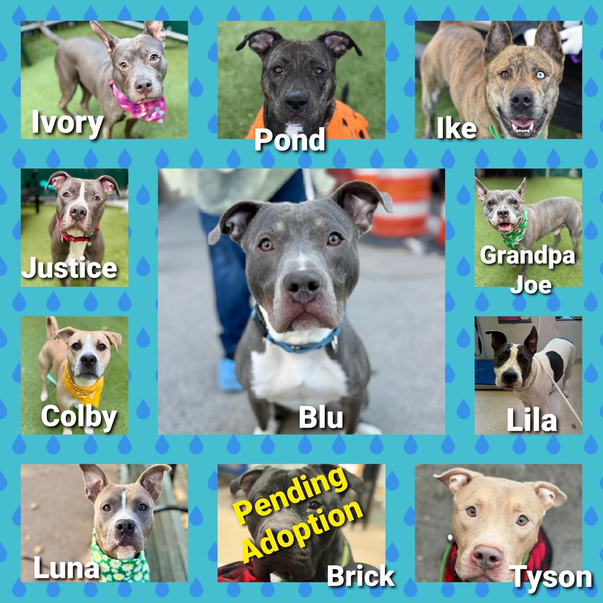 MorgFairsdogs's tweet image. TAP Pledge Totals
#PLEDGES #NYCACC 
#MorgFairsDogs 

Kill Commands
Ivory $105 😭
Ike $180 😭
Justice $220 😭
Grandpa Joe $249 😭
Blu $290 😭
Brick $265 + $300* (pending adoption)
Luna $271 + $300*
Tyson $278 + $300*
Lila $565 + $300*
Pond $995
Colby $945 + $300*

*Private…