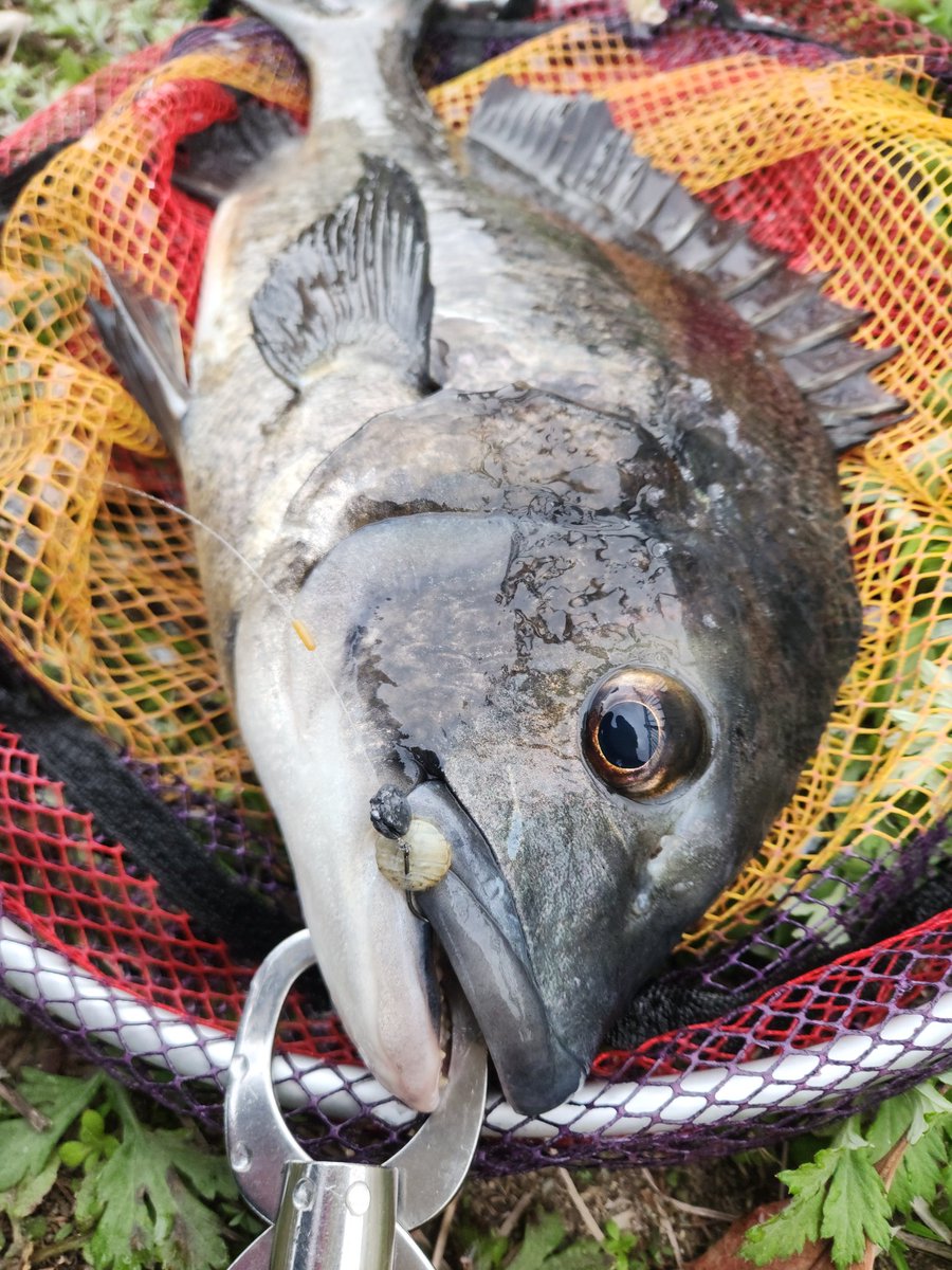 ツヨっさん tweet media