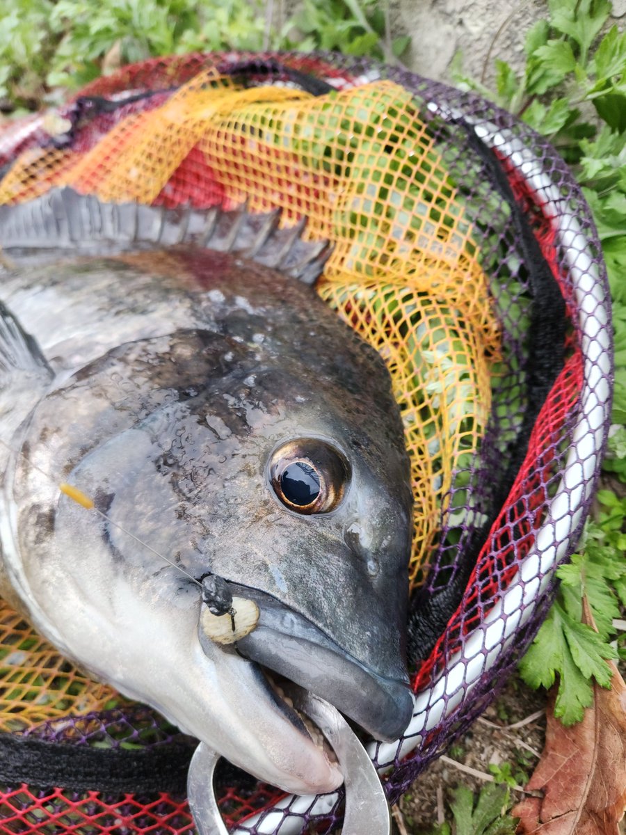 ツヨっさん tweet media