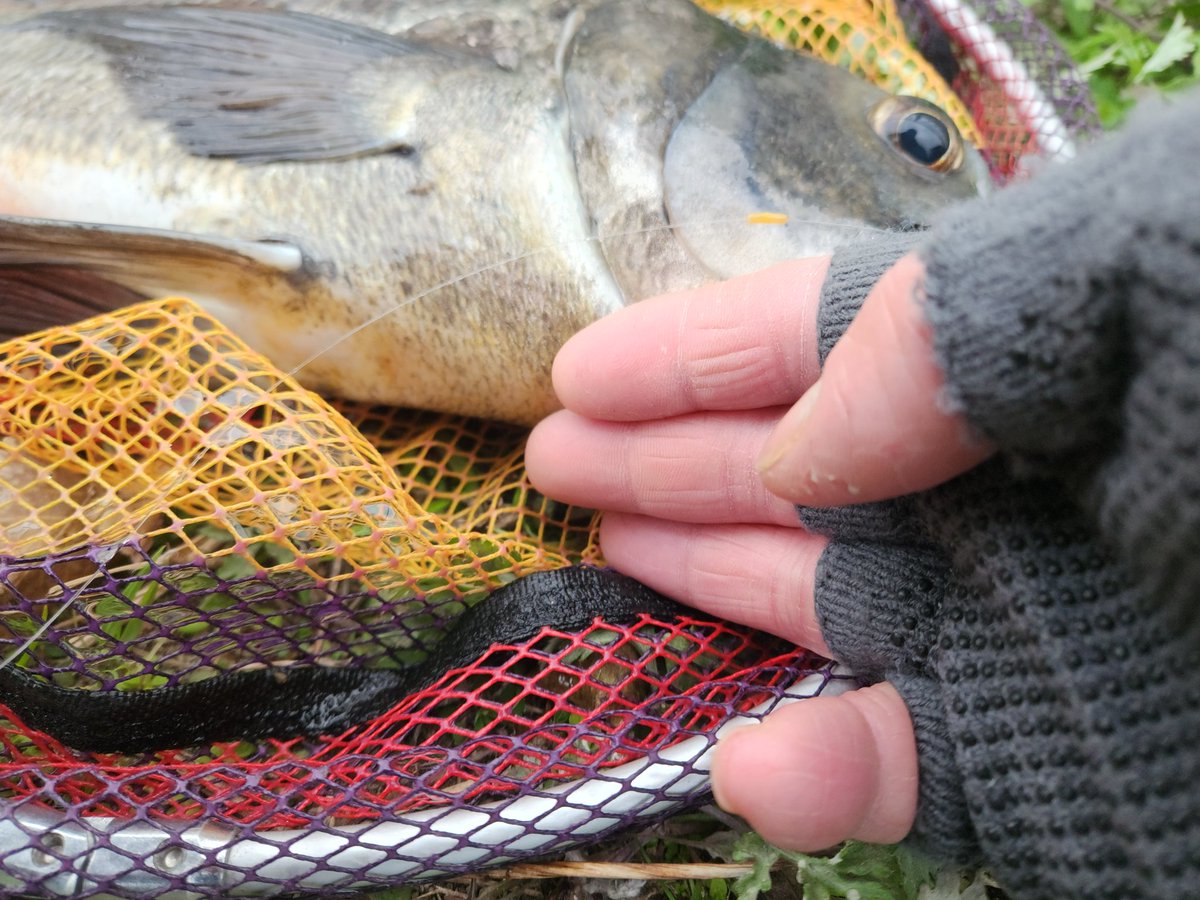 ツヨっさん tweet media