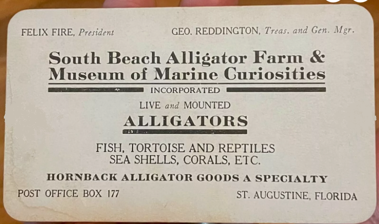 StAugAlligatorFarm tweet media