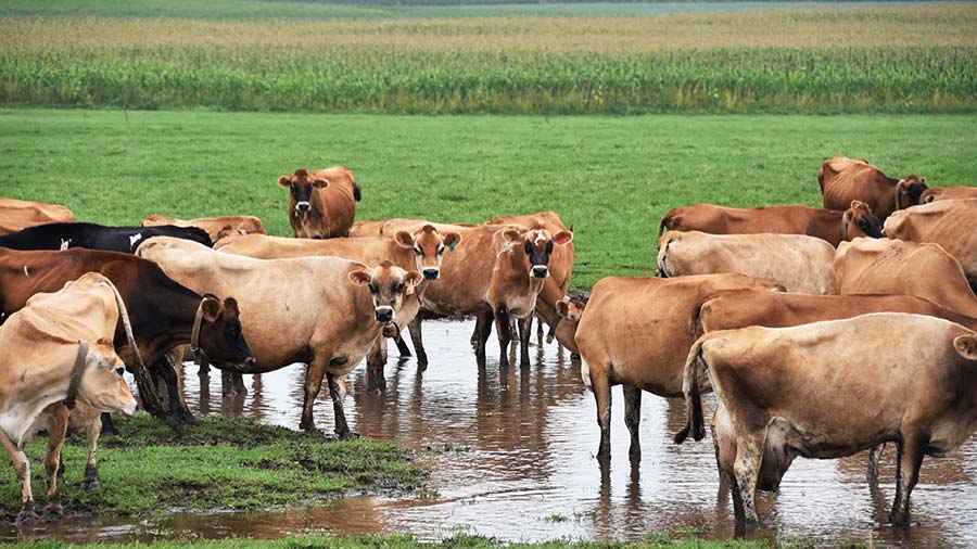 The "1,800 gallons of water per pound of beef" statistic is the greatest accounting fraud in environmental activism.

Here's how they calculate it: 94% is "green water" which is just rainfall that falls on pasture whether cattle exist or not.

This water was falling anyway. The