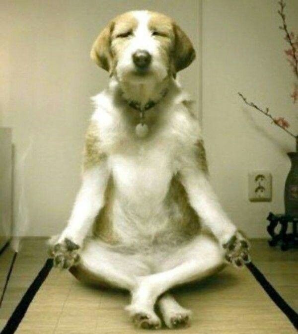 poner el celular en no molestar sabiendo q lo unico q m llega son las notificaciones del clima