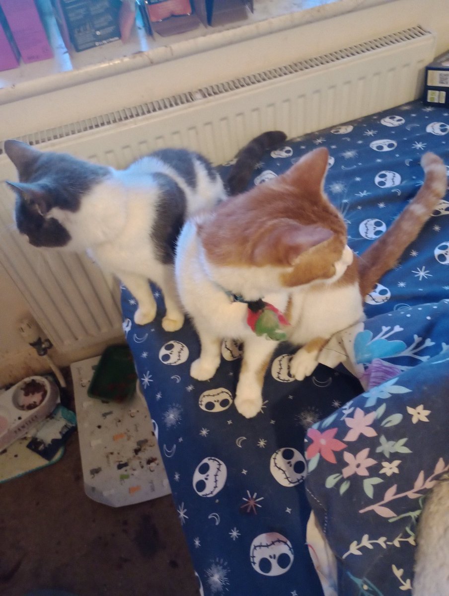 RoseofFreedom's tweet image. Beany and his son Trilby who did high paw 🐾 with both paws for extra praise onntop of the treat stick he was getting anyway cos my llama friend hasn't seen a licky mat I agree with the price of @Hedgewatchers #MyGinger #GingerPrince #FatherAndSon