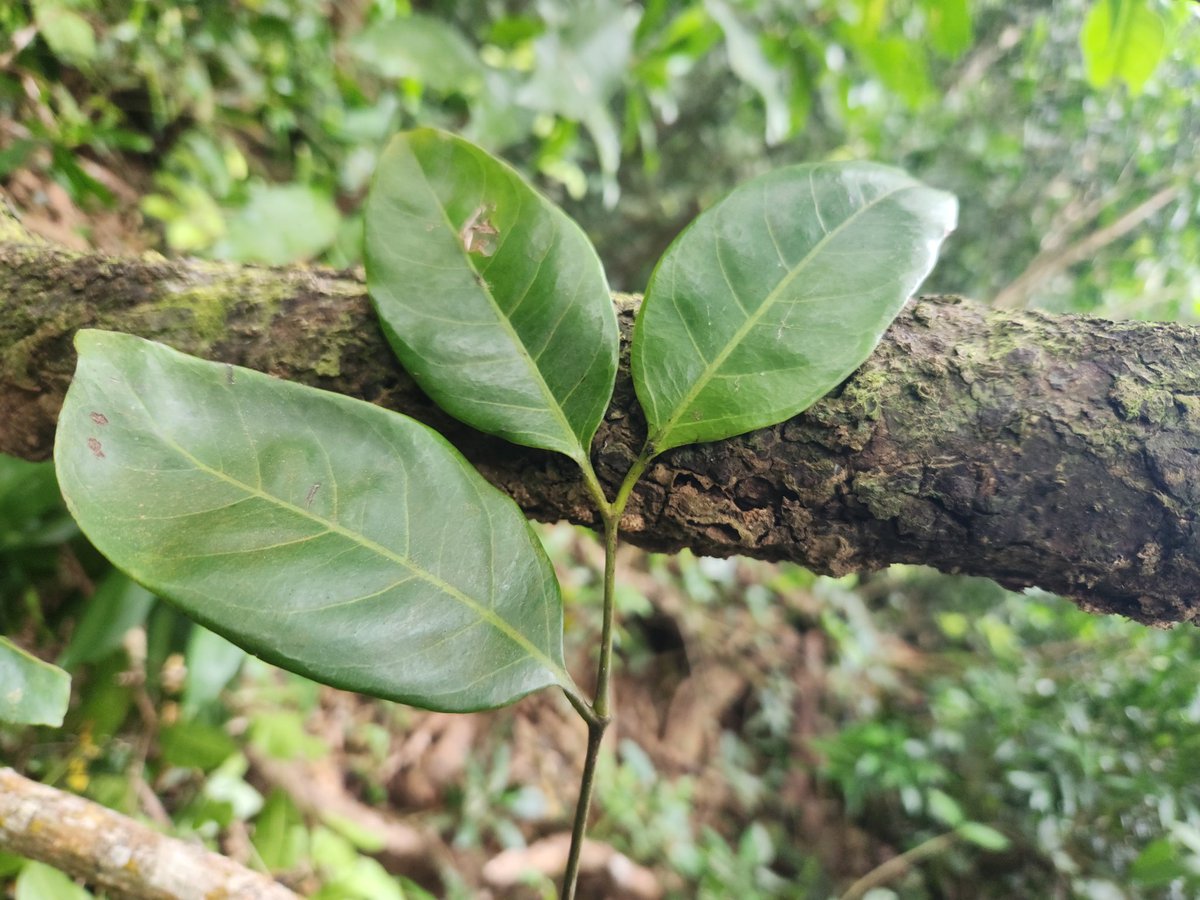 TrevorCPadgett's tweet photo. Just a leaf?

Gnetum is a genus within the gymnosperms (pine, spruce,...) with flat leaves &amp; reticulate venation. This leaf structure is very similar to that of flowering plants but evolved independently - convergent evolution!

Not just a leaf, but an evolutionary story! https://t.co/qWpsg86PN0