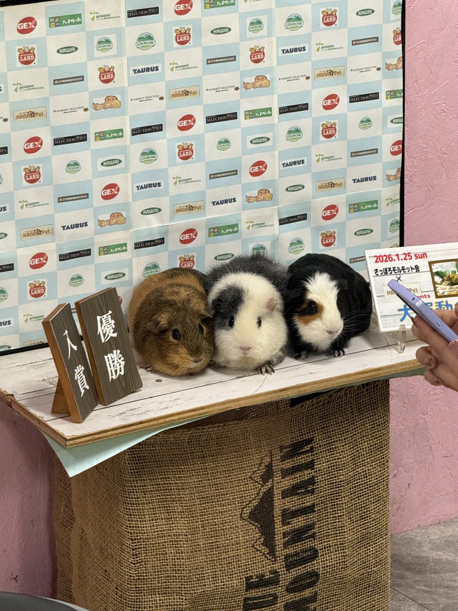 記念撮影スポットもあるよ🫶

 #札幌モルモット会