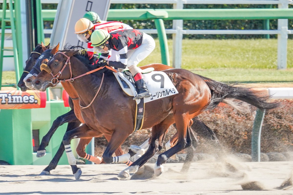 2026/01/25
中山競馬6R 4歳以上1勝クラス
🏆コーリンカルベラ × 吉田豊騎手

吉田豊騎手、今年初勝利です🏅

 #中山競馬 
 #コーリンカルベラ 
 #吉田豊 騎手