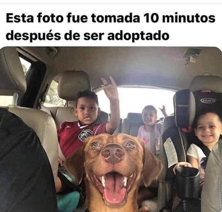 Merece la pena ver esta carita de felicidad.! 🐶🐾✨🕊️💞❤️

#Adopta