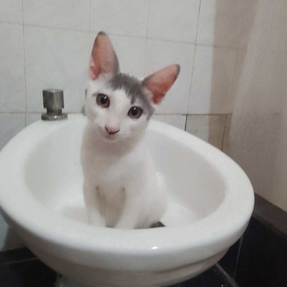 GATITO EN ADOPCION EN TIGRE
Lo rescaté anoche, estaba perdido y casi lo atropellan
Debe tener más o menos tres meses y se ve que no le daban de comer o estaba abandonado porque está muy flaco.
1165634383 Catterina

#GatitosenadopciondefansZONANORTE