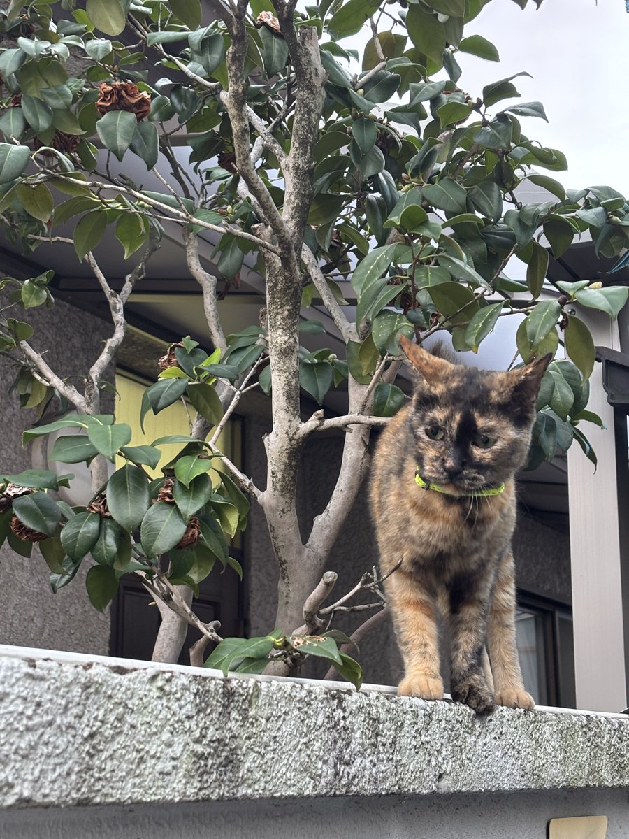 ok_orientaru's tweet photo. 晴れて心地よい休みの日
2階事務所のサビ猫が、庭先に登場！
「今日は天気もいいし、冒険に出ようかな〜？」

#外猫　#猫のいる暮らし　#猫のいる幸せ　#サビ猫　#庭先  #冒険 https://t.co/Fhd2gWZpME