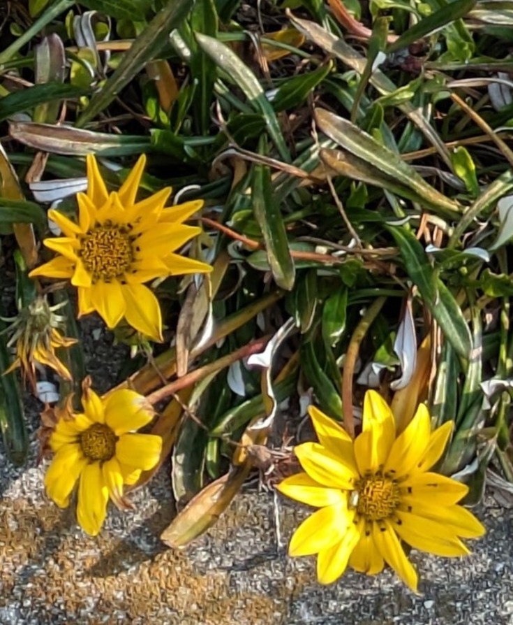 今日も朝から🌄とっても冷え込んで寒い日になりました〜🥶🍂🍂昨日ほど風が吹かないので💨マシですが🌞靴下も二重履きしております🧦🧦✨✨