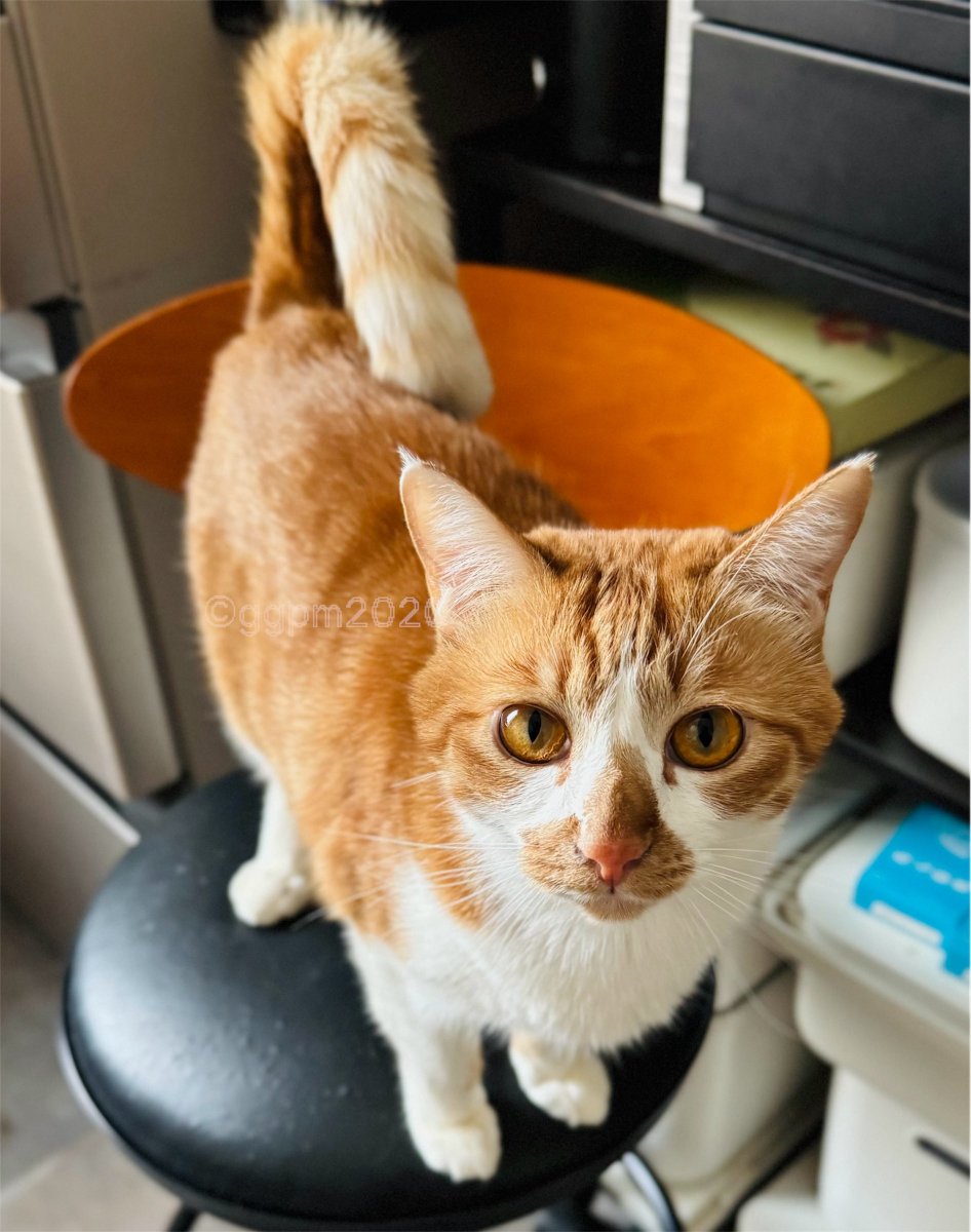 まりもページ New JDM Japan Only Subaru BRZ Catalog Brochure Set – Sugoi JDM