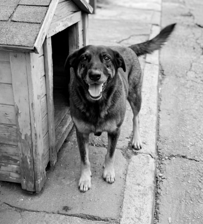 acervotubatu's tweet image. 🚨⚠️ Nós do Acervo TXT estamos aqui para pedir Justiça pelo caso absurdo que aconteceu com o cachorro Orelha de Florianópolis, esperamos de coração que os MOAs e demais não deixem esse caso absurdo passar abatido, precisamos que algo seja feito!!!

 #JustiçaPorOrelha ❤️‍🩹